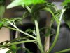 plant pics 012.jpg