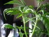 plant pics 016.jpg