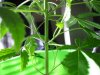 plant pics 015.jpg