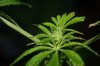 Grow Process 22 - Day 56.jpg