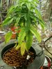 100_3237.jpg 100_3237.jpg
