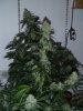 makohazeplant.jpg makohazeplant.jpg
