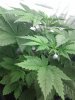 IMG_20110210_164438.jpg