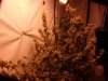 DSC05538.jpg