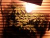 grow spot.jpg