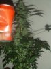 DSCF0358.jpg