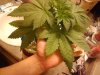 2010-11-17013117.jpg