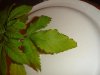 DSC01682.jpg