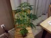 IMG_20110212_195950.jpg
