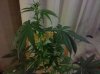 IMG_20110212_195910.jpg