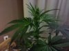 IMG_20110212_195619.jpg