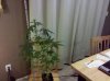 IMG_20110212_195846.jpg