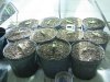Day 9 from recieving seeds in mail 001.jpg Day 9 from recieving seeds in mail 001.jpg