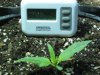 Day 9 from recieving seeds in mail 002.jpg Day 9 from recieving seeds in mail 002.jpg