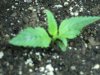 Day 9 from recieving seeds in mail 003.jpg Day 9 from recieving seeds in mail 003.jpg