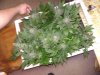 DSC04422.jpg