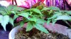 2011-02-13_21-17-48_657.jpg 2011-02-13_21-17-48_657.jpg