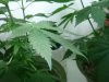 plant1.JPG plant1.JPG