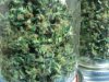 Tomato grow op 004.JPG Tomato grow op 004.JPG