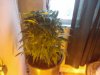 2011-02-15 16.08.44.jpg