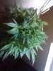 2011-02-15 16.08.35.jpg