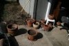 seedlings.jpg