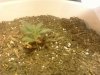 kandykushweek2-2.jpg
