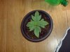 DSC00245.jpg