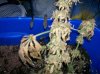 100_0703.jpg