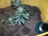 100_0727.jpg
