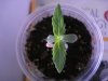DSC01817.jpg