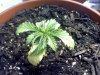 20110215194546.jpg 20110215194546.jpg