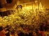 grow 006.jpg