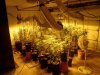 grow 005.jpg