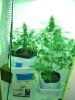 10 weeks 005.jpg