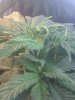 IMG_20110218_001829.jpg IMG_20110218_001829.jpg