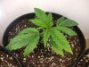 420 003.jpg