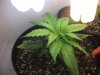 420 006.jpg