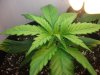 420 002.jpg