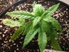 420 004.jpg