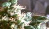 IMAG0254.jpg