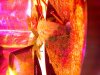 IMG-20110219-00060.jpg