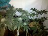IMG_20110218_185634.jpg