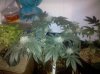 IMG_20110218_185423.jpg