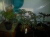 IMG_20110218_185406.jpg