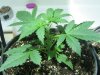 day 14....16 from planting seed 002.jpg