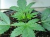 day 14....16 from planting seed 003.jpg