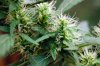 bloom_week6_small.jpg