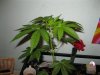 new pics 016.jpg