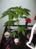 new pics 017.jpg